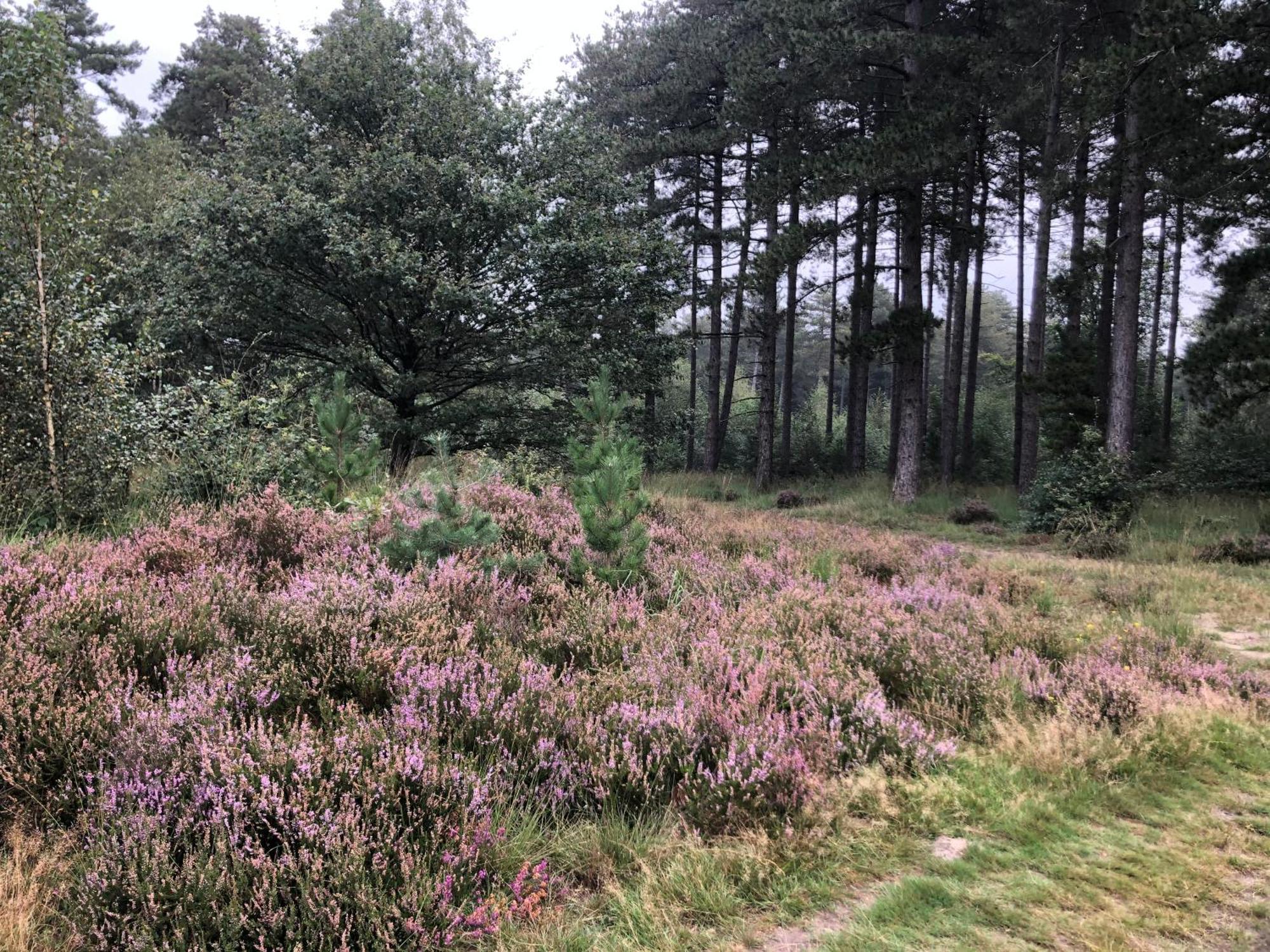 Het Zenhuisje Lanaken Bagian luar foto